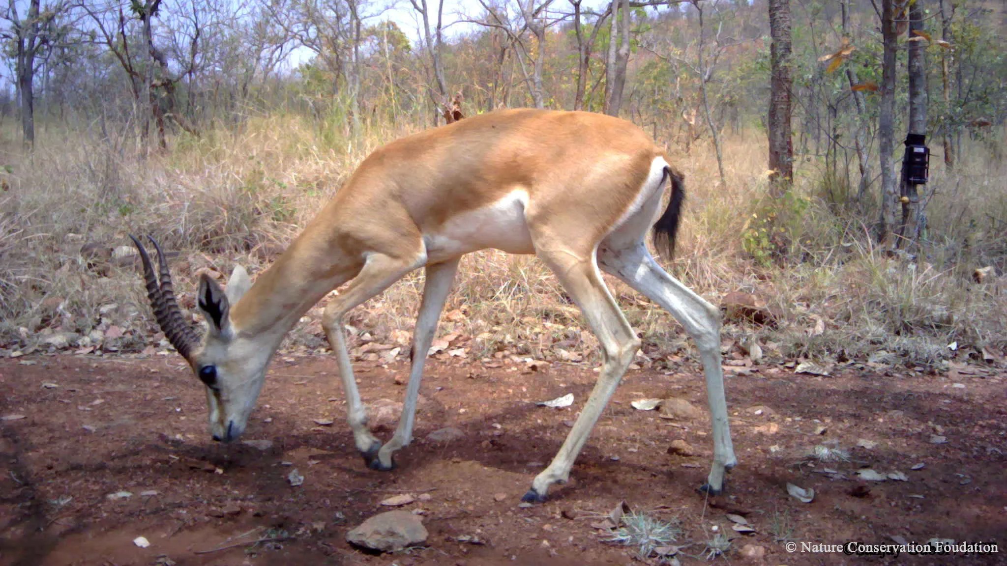 Bukkapatna chinkara sanctuary may lose glitter amid gold prospecting by private firm