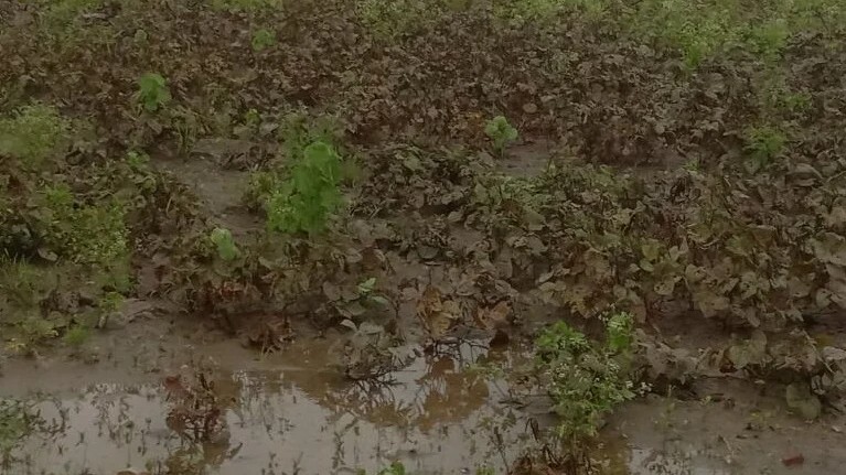 Relentless rains: Pulses in four lakh hectares face crop damage in Karnataka