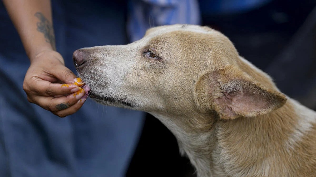 Bengaluru woman abused for feeding stray dogs; five booked