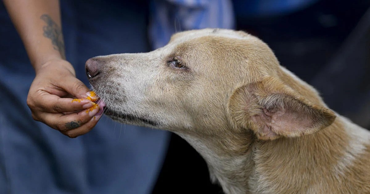 Bengaluru woman abused for feeding stray dogs; five booked