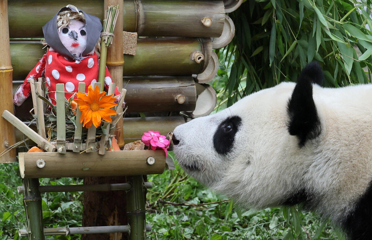 Russia's first-ever locally born giant panda, named Katyusha, tastes a treat behind the glass fence of an enclosure during a media event marking her second birthday, at the Moscow Zoo in Moscow, Russia, August 24, 2025.