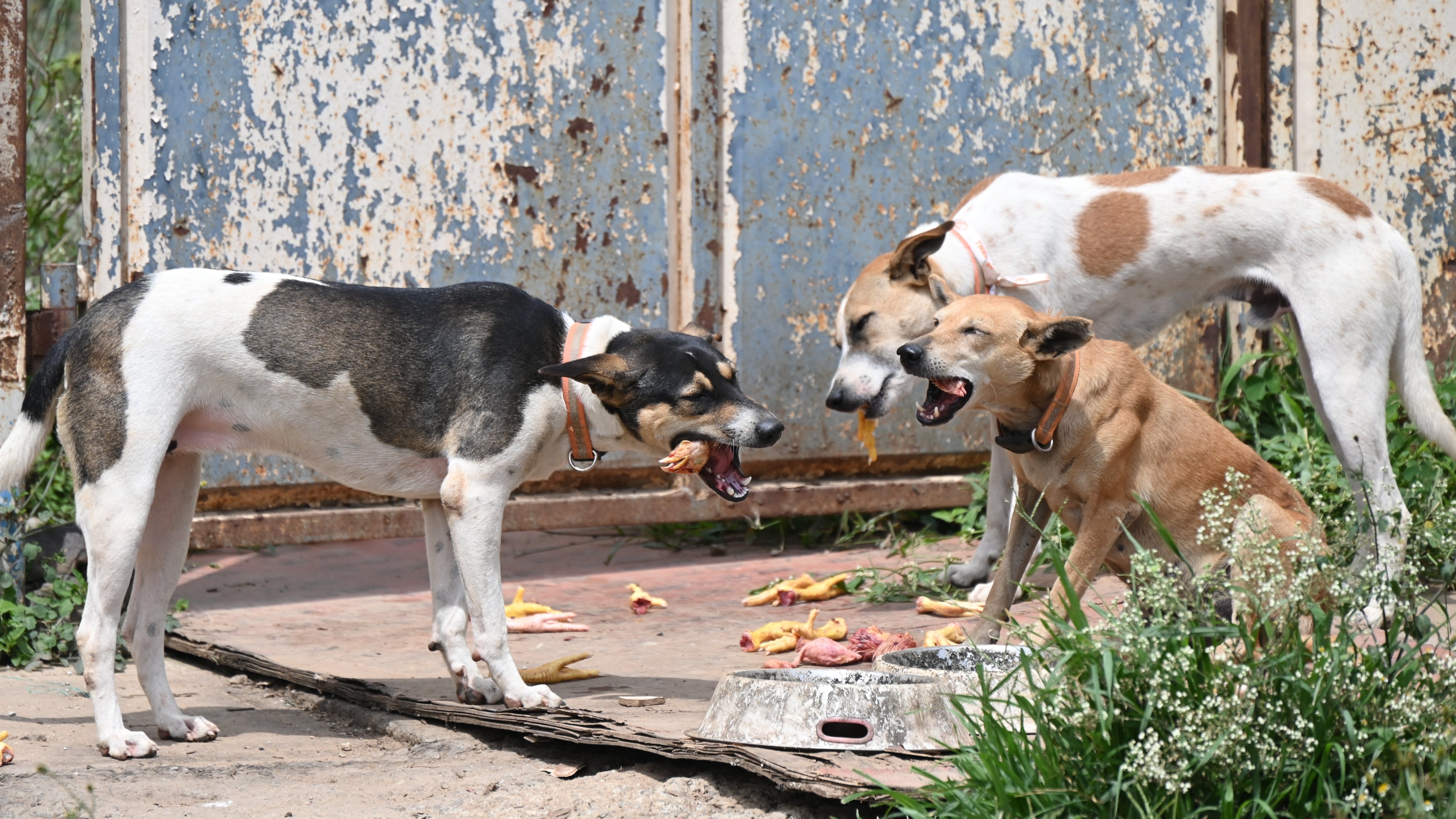 BBMP starts identifying dog feeding spots in Bengaluru