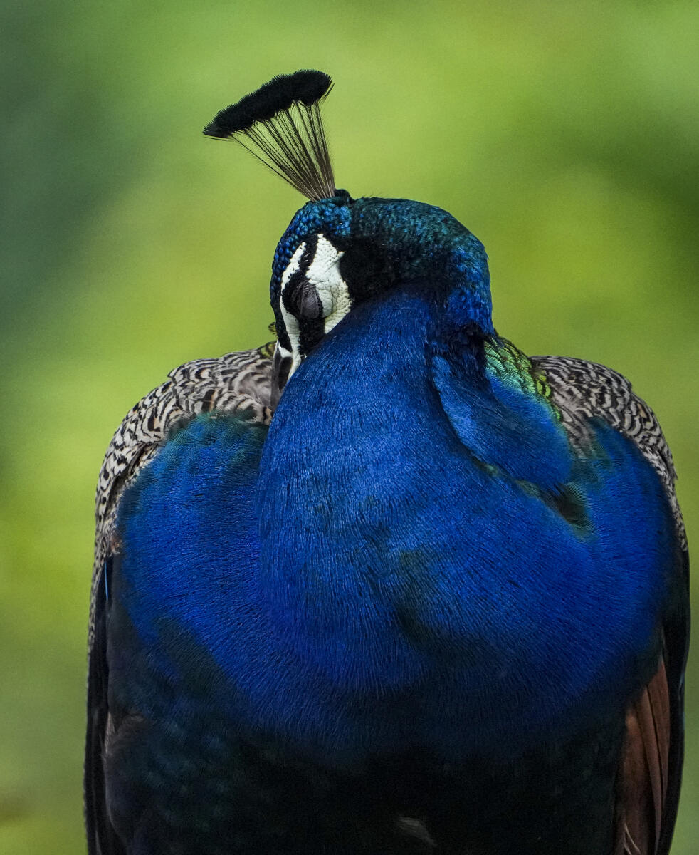 A peacock at a garden, in Gurugram, Sunday, Aug. 24, 2025.