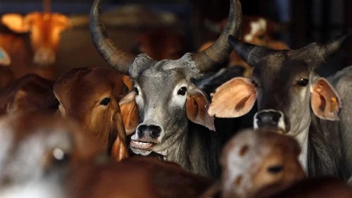 Cow a pious animal, certain acts can severely impact peace: Punjab & Haryana HC denies bail to accused