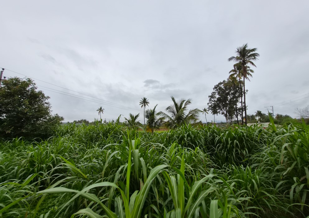 Samsung Galaxy Z Flip7's camera sample with ultra-wide angle mode.