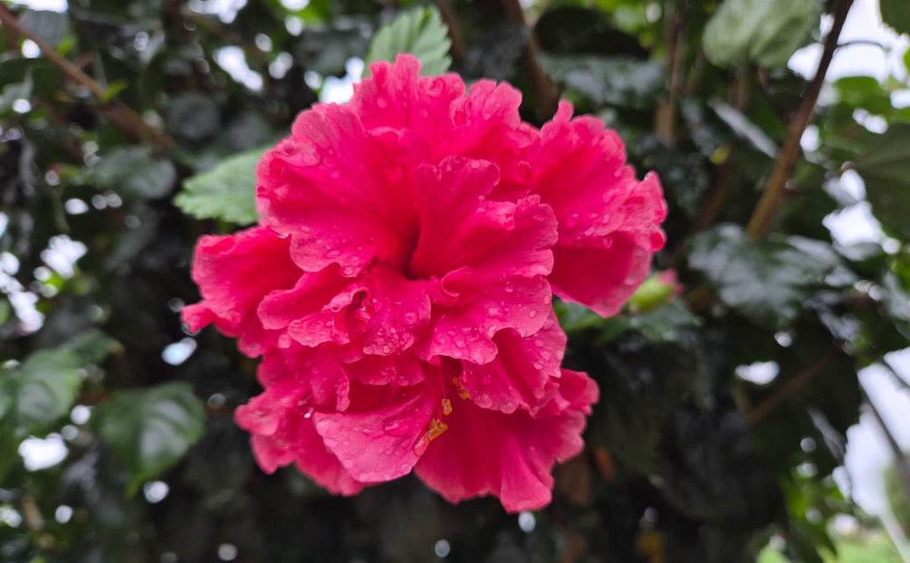 Samsung Galaxy Z Flip7's camera sample.