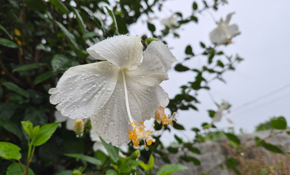 Samsung Galaxy Z Flip7's camera sample.