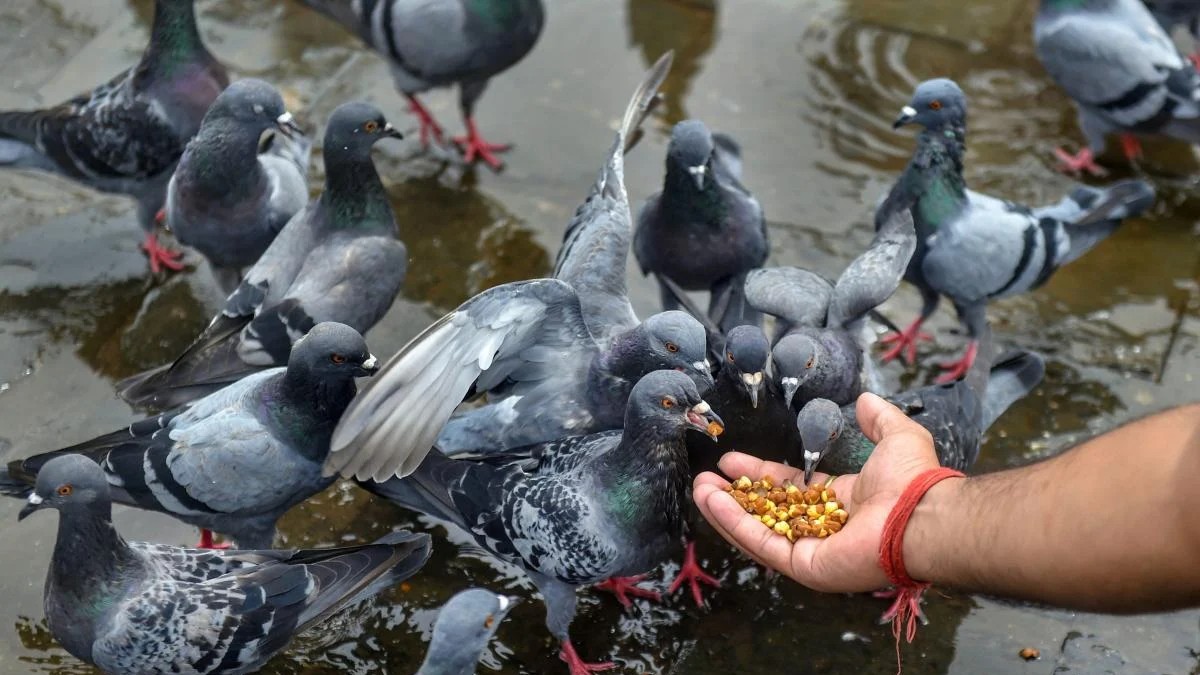 Maharashtra govt forms committee to study impact of pigeons on human health