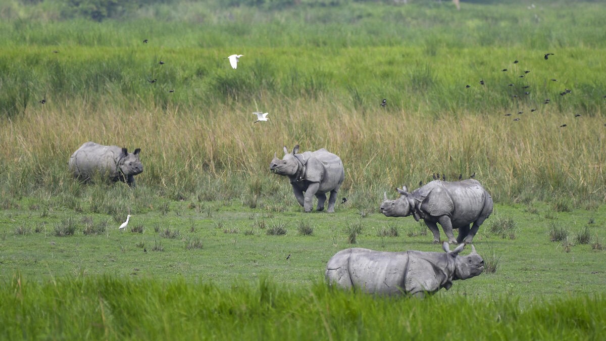 Wild beyond the stripes