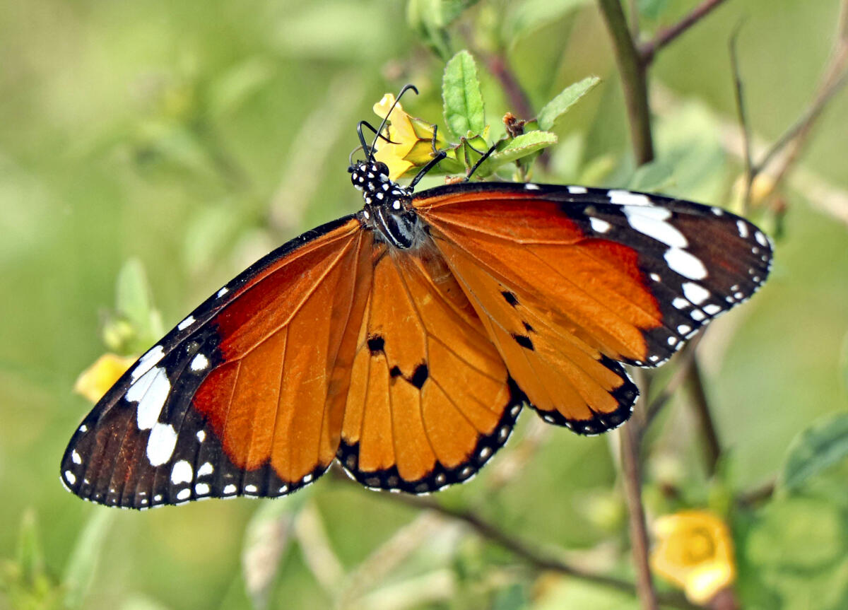 A butterfly collects nectar from a flower at a garden, in Birbhum, West Bengal