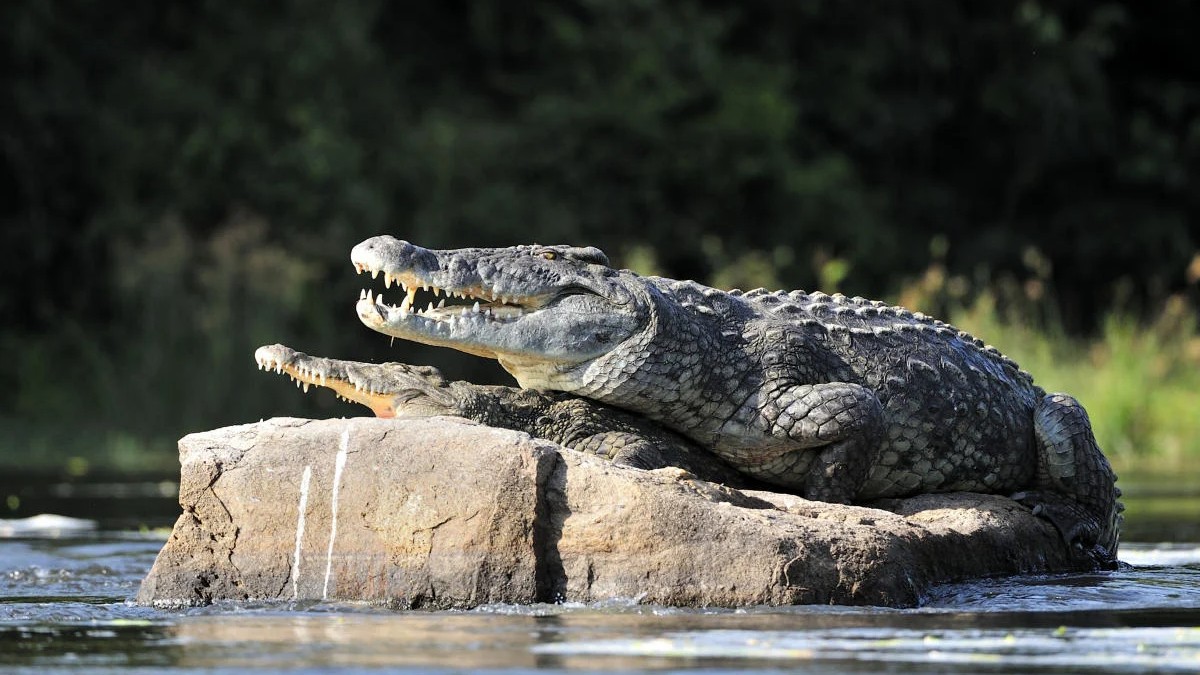 Crocodile kills 14-year-old boy in UP's Bahraich; 3rd such attack in 2 weeks