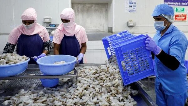 India's shrimp exports stare at steep decline amid US tariffs, upending lives of crores 