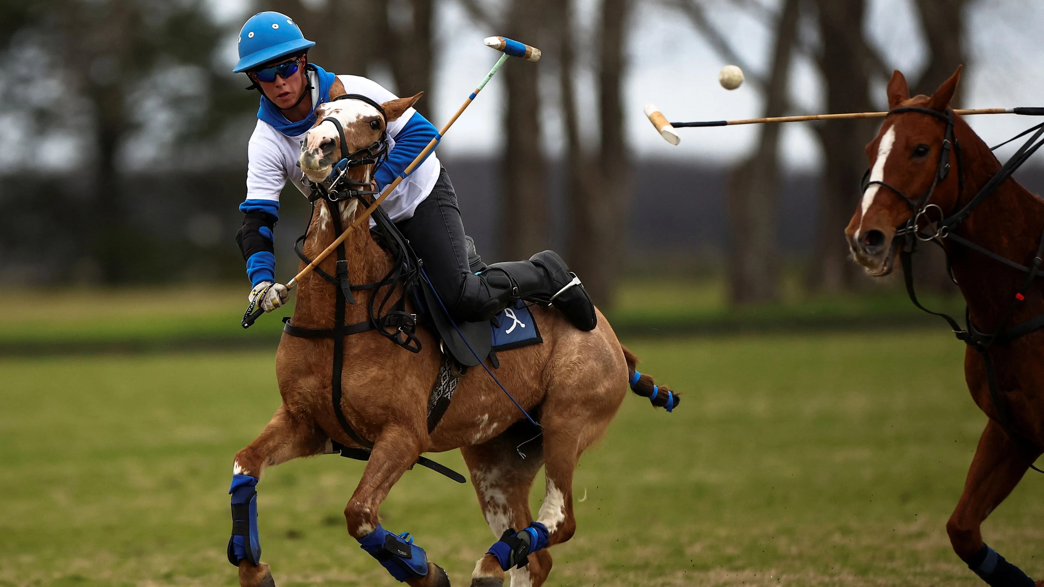 World's first gene-edited horses are shaking up the genteel sport of polo