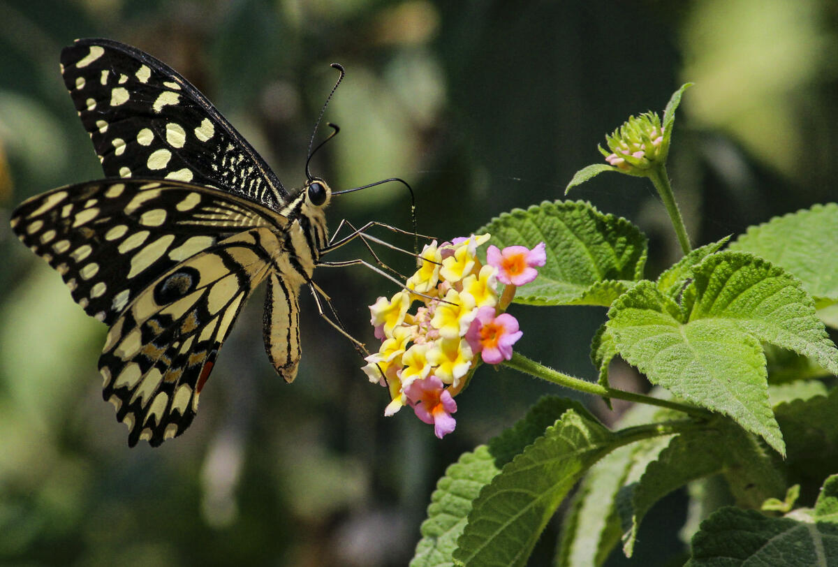 A butterfly visits a flower in the Aravalli mountain range, in Gurugram