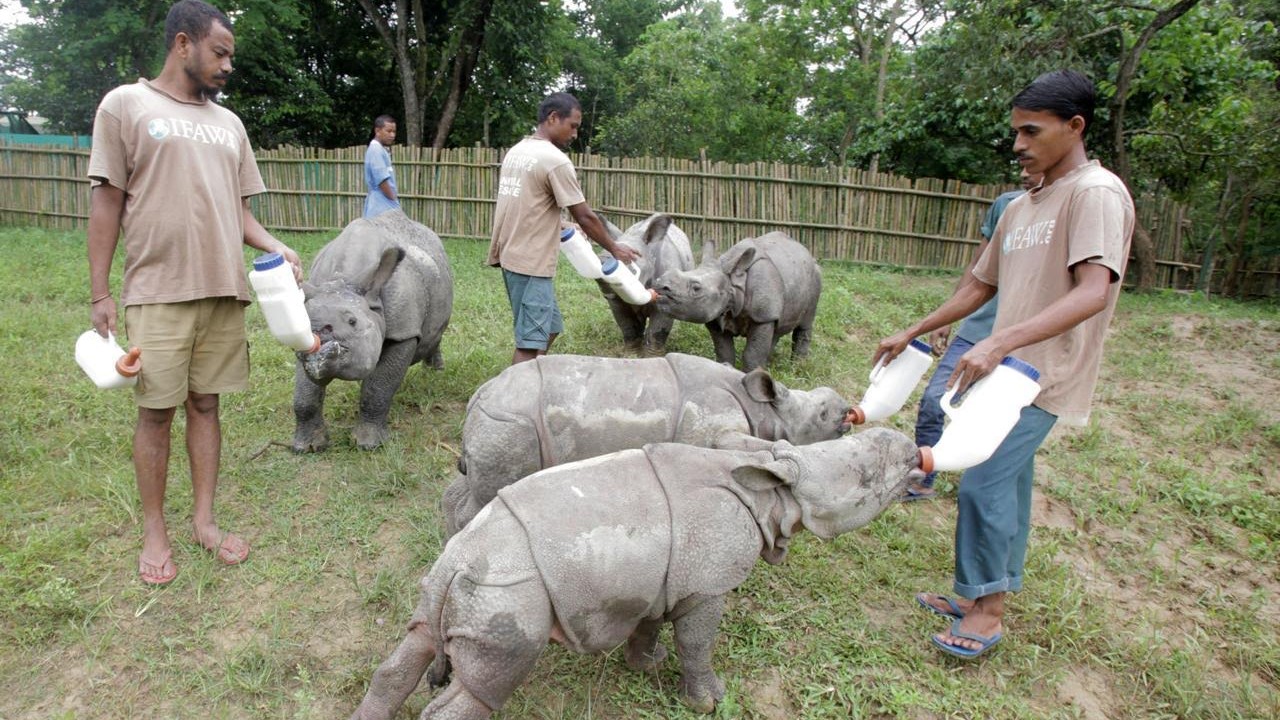 In 23 years, Assam's Kaziranga centre rescues over 9,500 distressed animals 