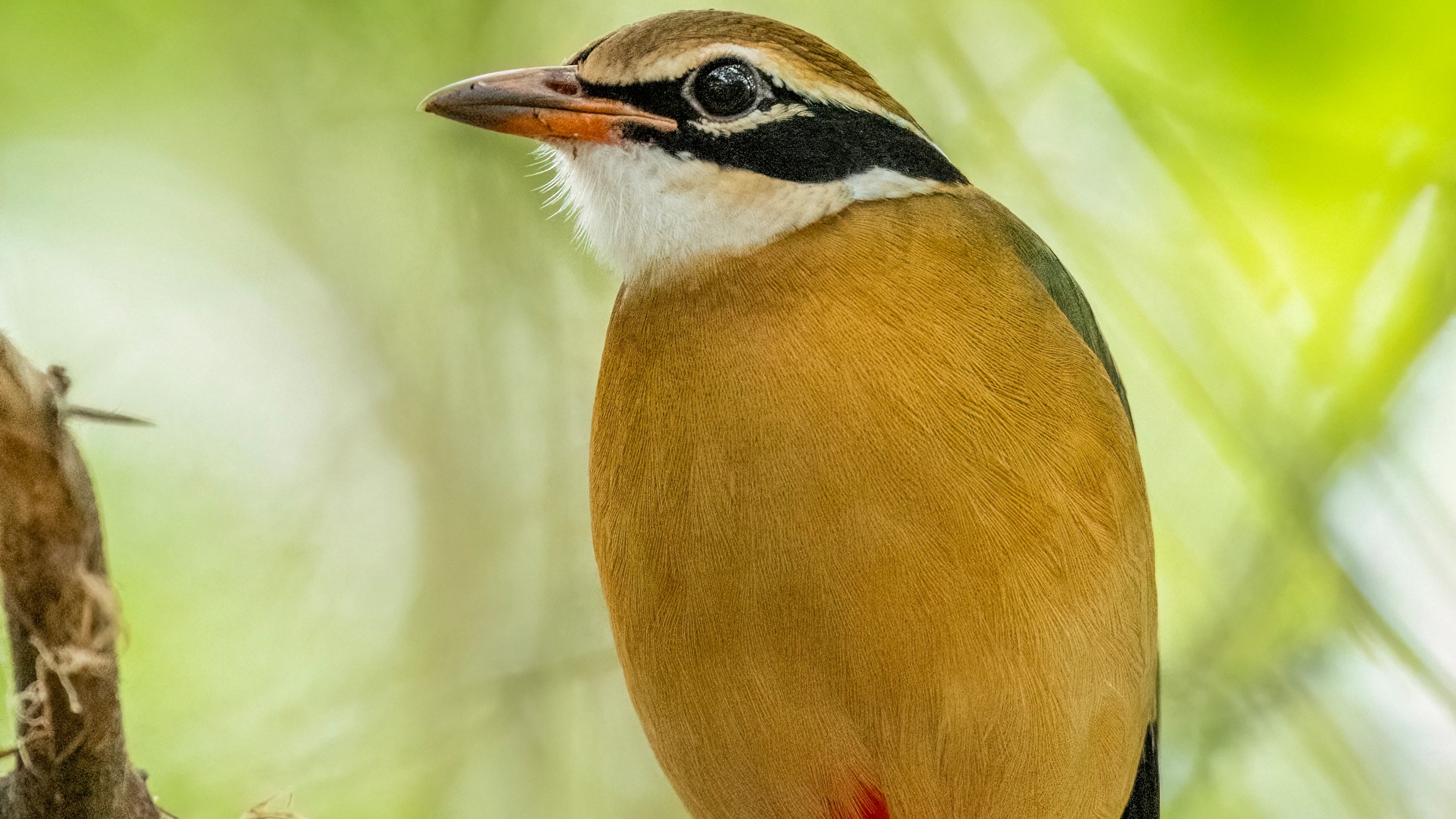 Indian Pitta breeding recorded in Karnataka's Western Ghats