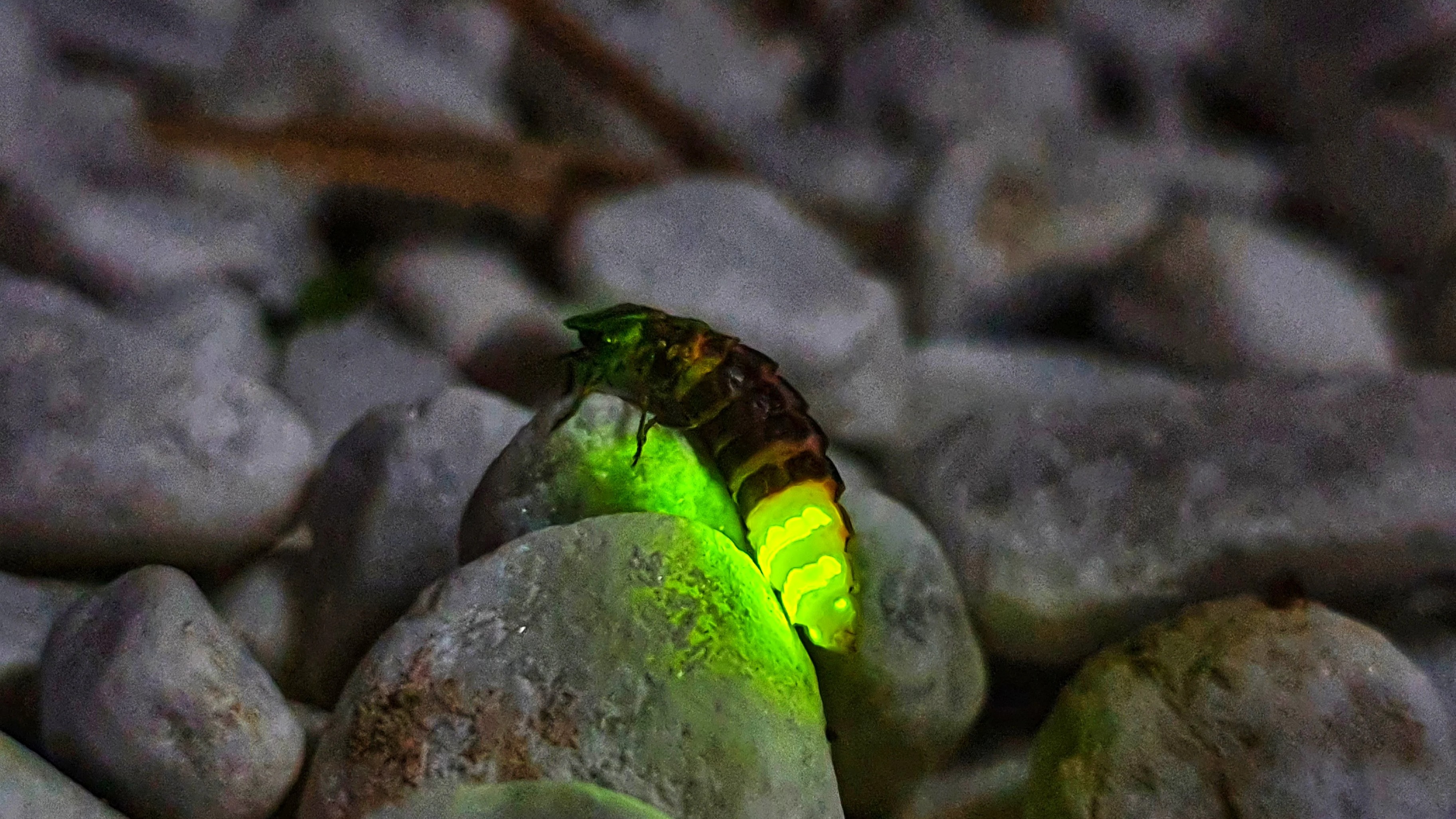 Magic lamps of the wild: The enchanting world of fireflies