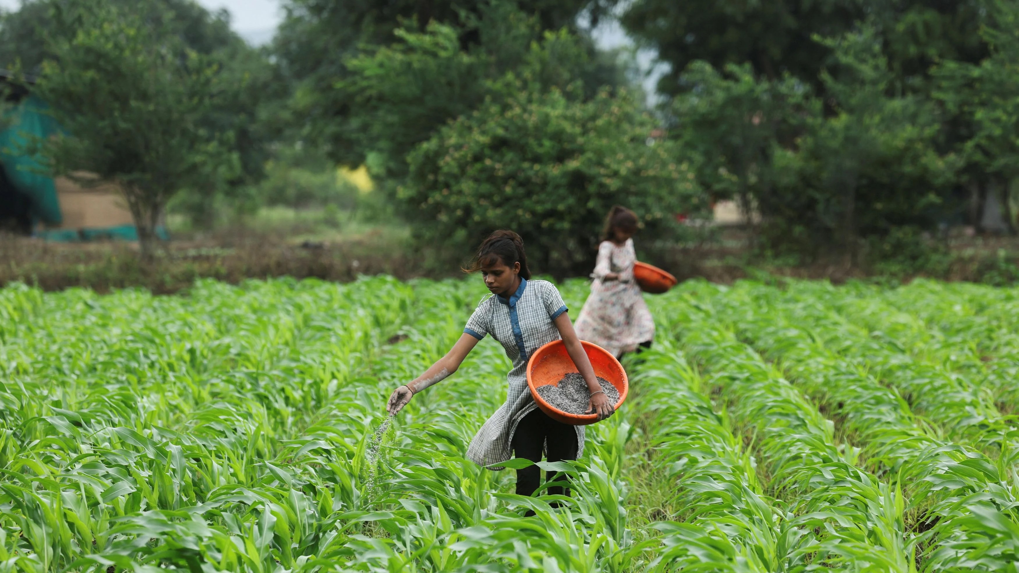 China to reimpose specialty fertilizer export curbs from Oct, India braces for price surge: SFIA