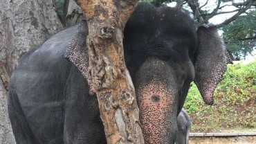 Mahout trampled to death by temple elephant in Kerala