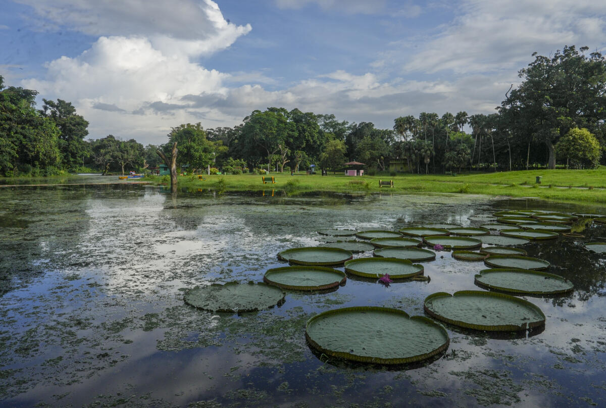 Lily pads float on a pond at Acharya Jagadish Chandra Bose Indian Botanic Garden, in Howrah, West Bengal