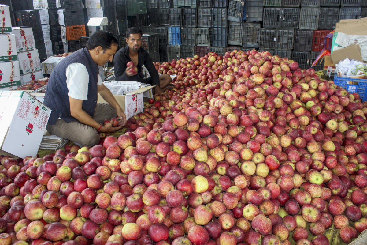 Workers pack apples during the harvesting season, in Kullu district, Himachal Pradesh