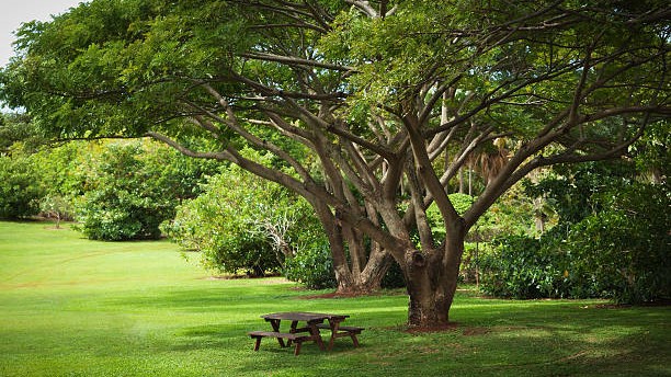 ​Trees and their keepers