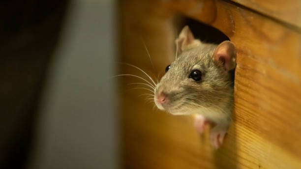 2nd baby dies after rat bite at Indore hospital; doctors claim blood infection as cause of death
