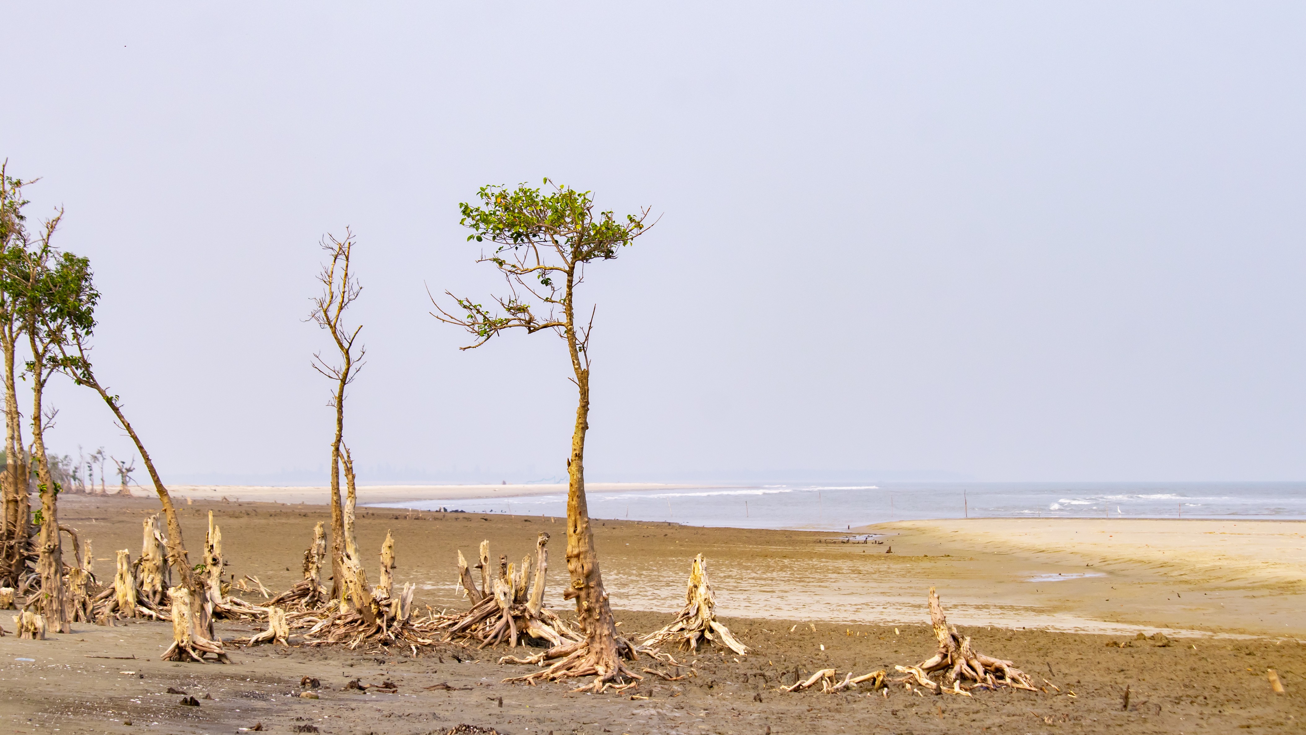 Study finds climate change could drive new snakebite hotspots in India
