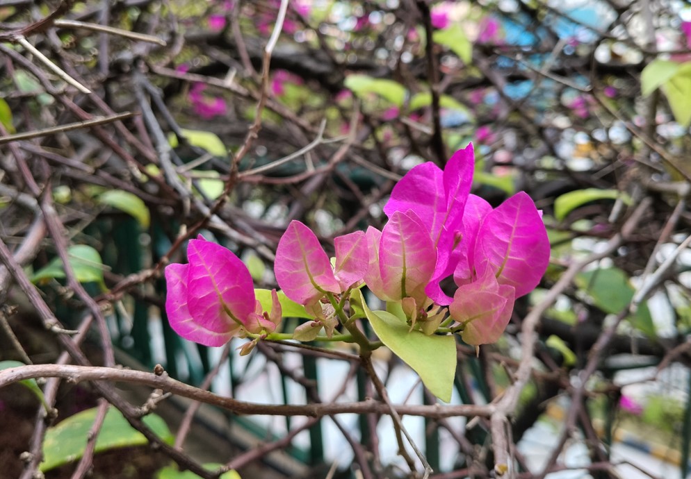 Xiaomi Redmi 15's camera sample.