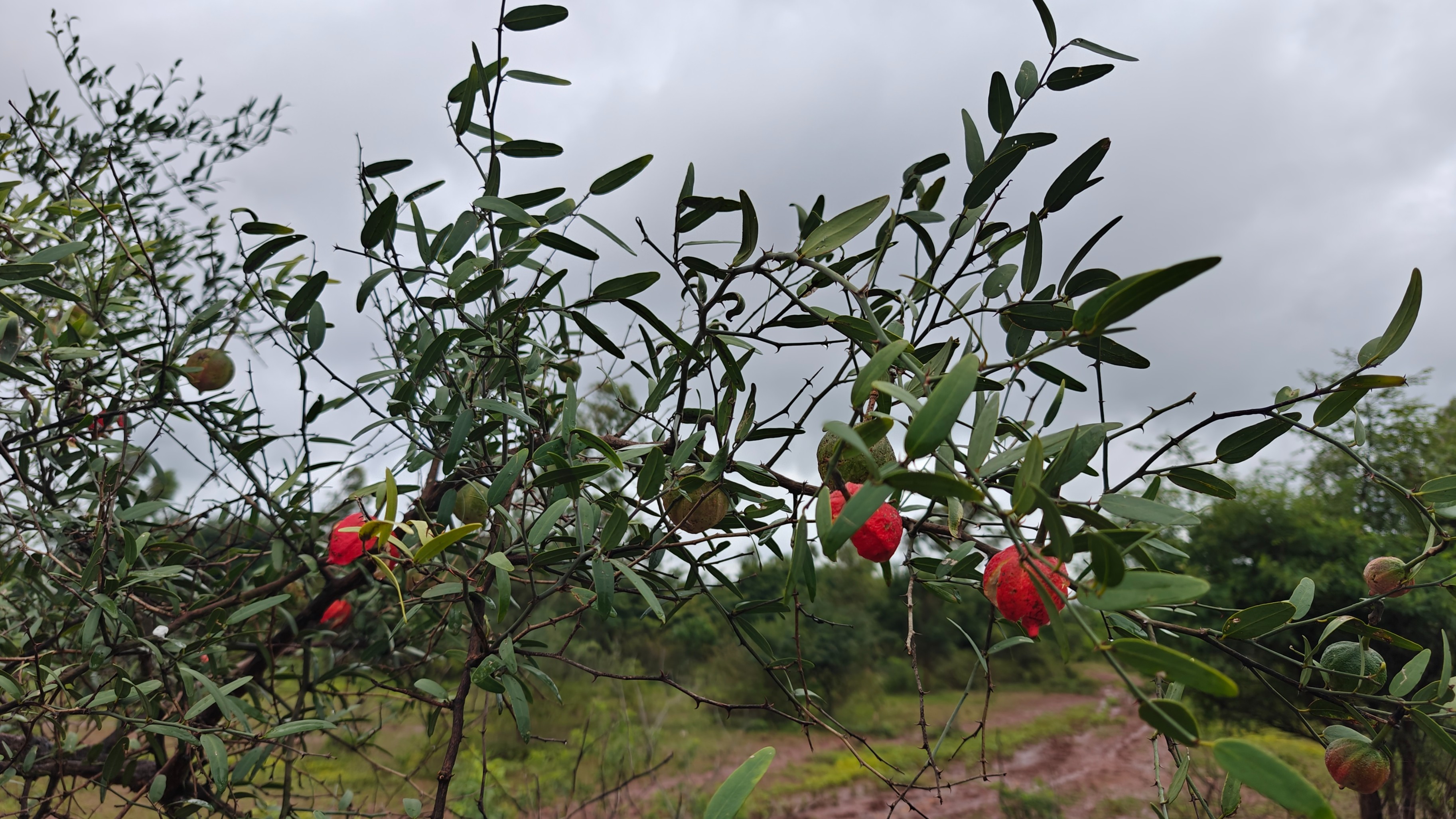  The web of life in drylands