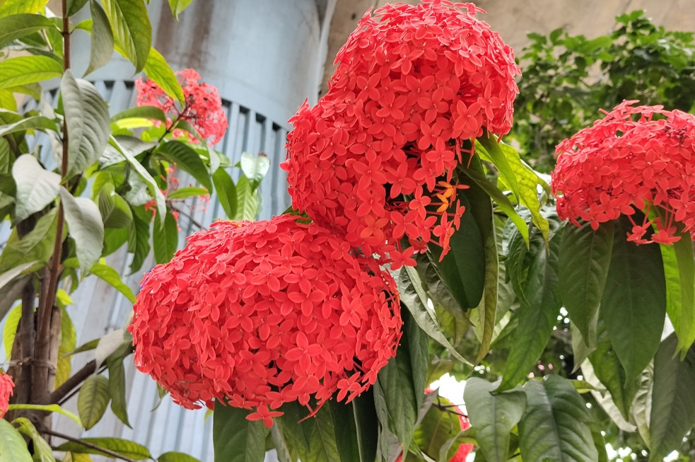 Xiaomi Redmi 15's camera sample.