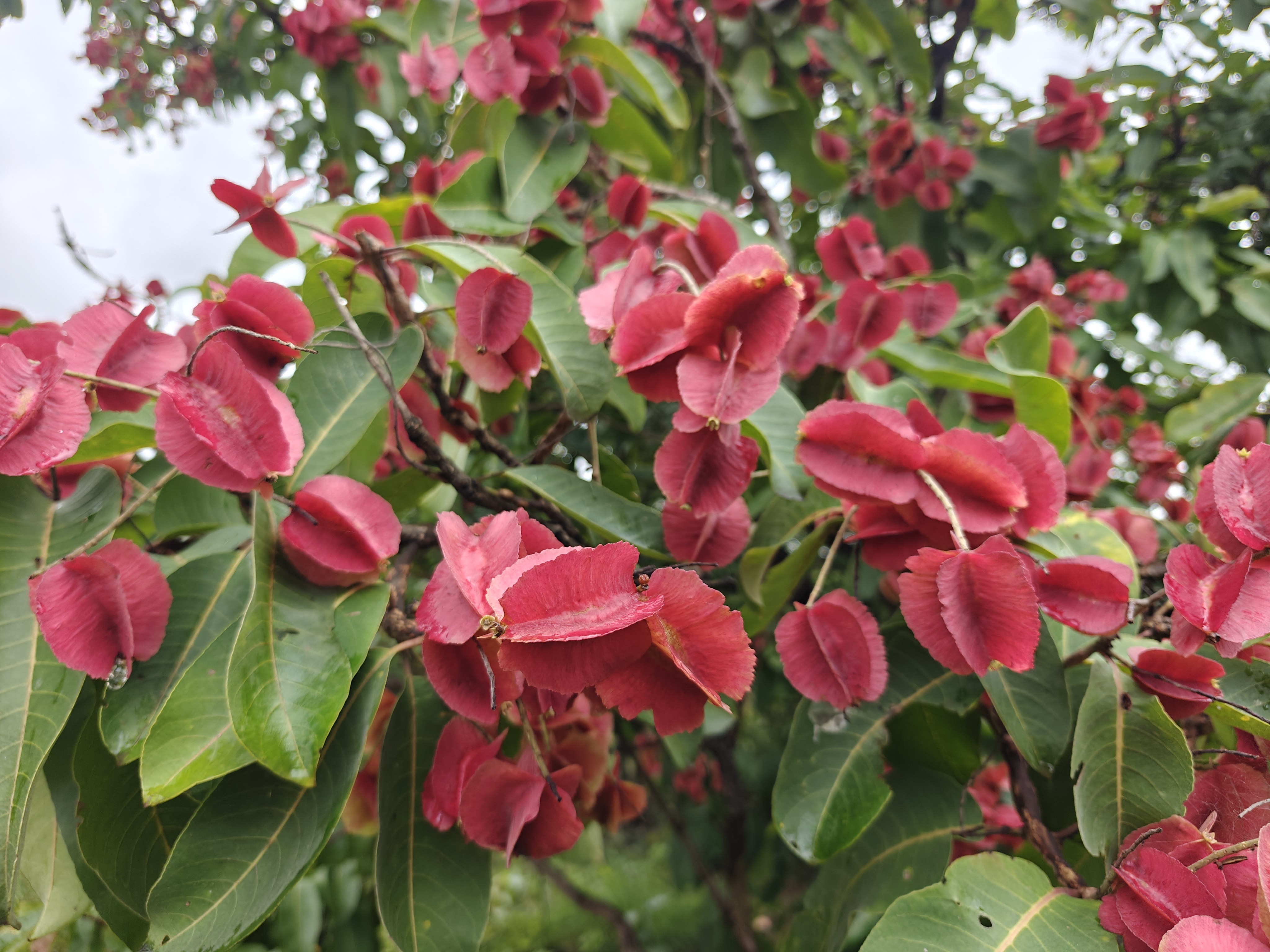 Indian laurel with winged fruits. 