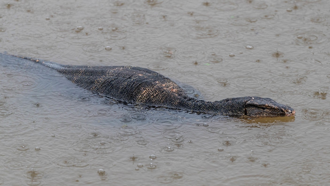 Monitor lizard found in Delhi metro as floodwaters displace wildlife