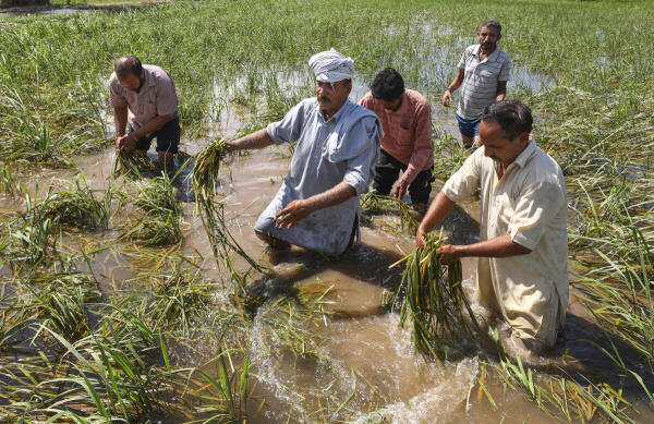 Farmers show their flood damaged crops in Jammu, Jammu and Kashmir.