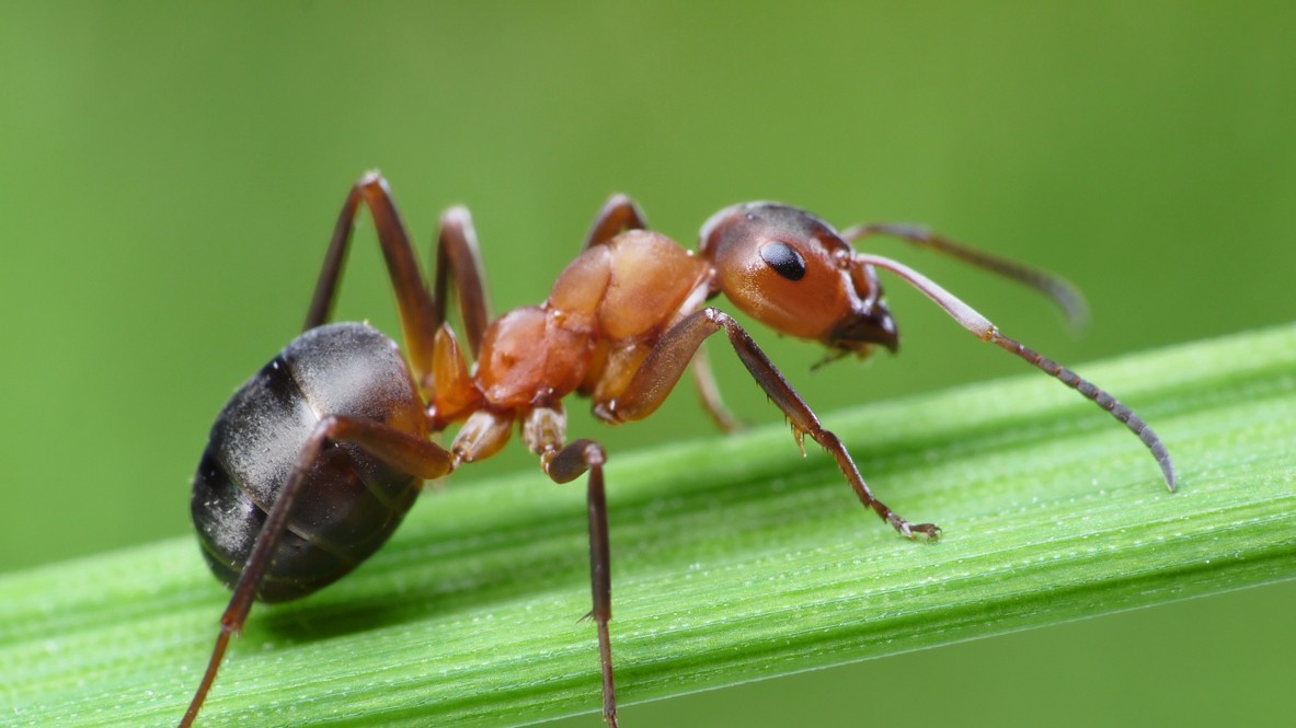Complicated family tree? Ant queens challenge nature's norms, build two species family