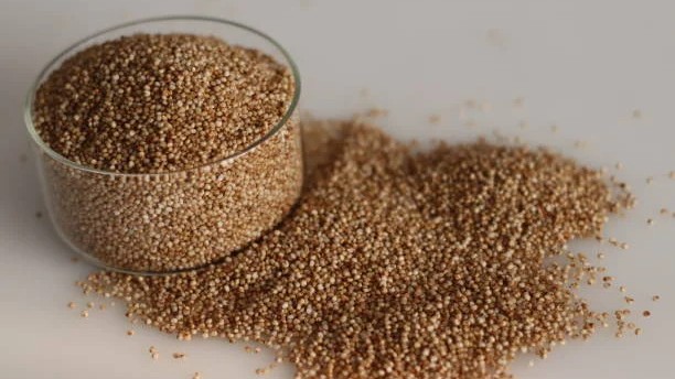 Agro University in Dharwad develops 8 new high-yielding millet varieties