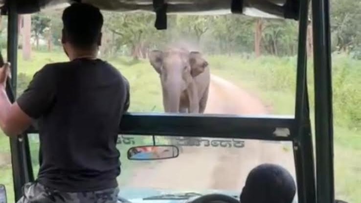 Wild jumbo chases safari vehicle at Bandipur Tiger Reserve