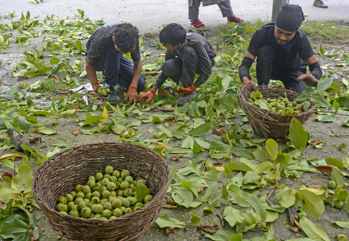 Workers and others segregate freshly harvested walnuts, at Harwan, in Srinagar district.