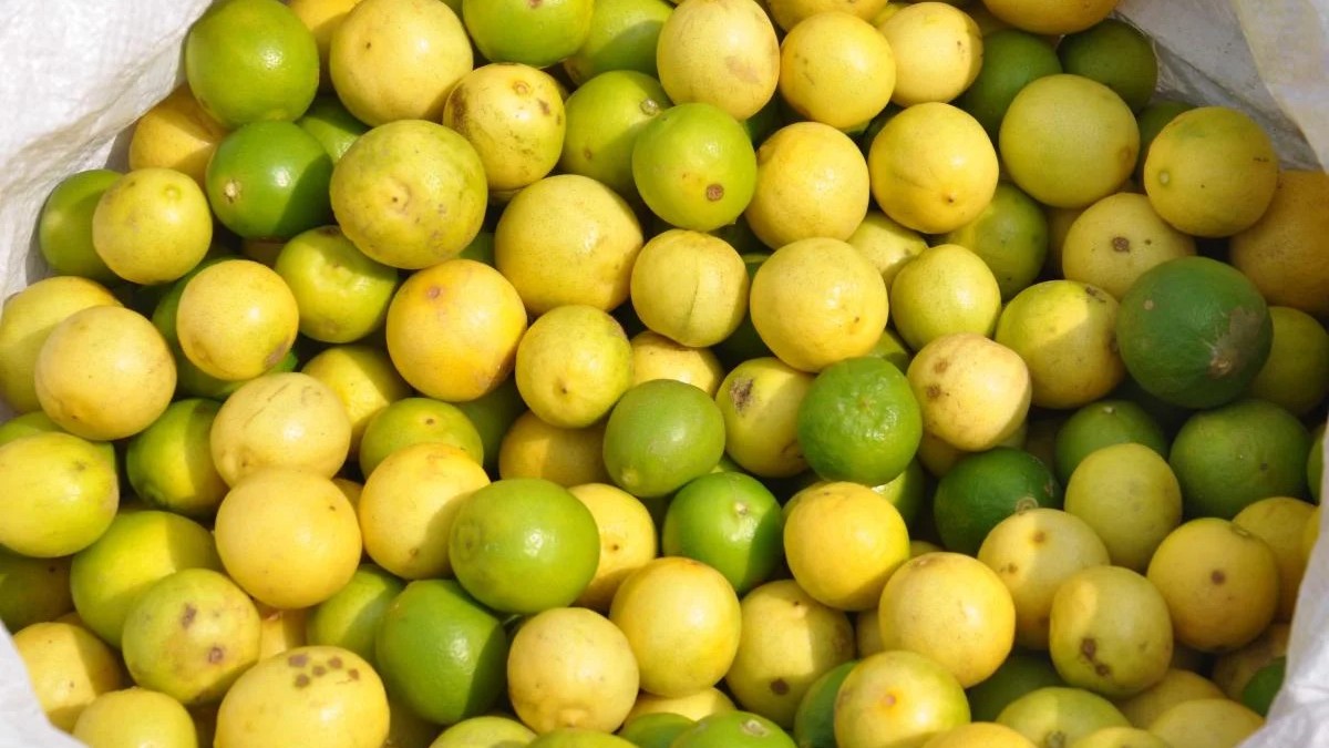 Karnataka: Coming soon, tea outlets powered by Kagzi lemon