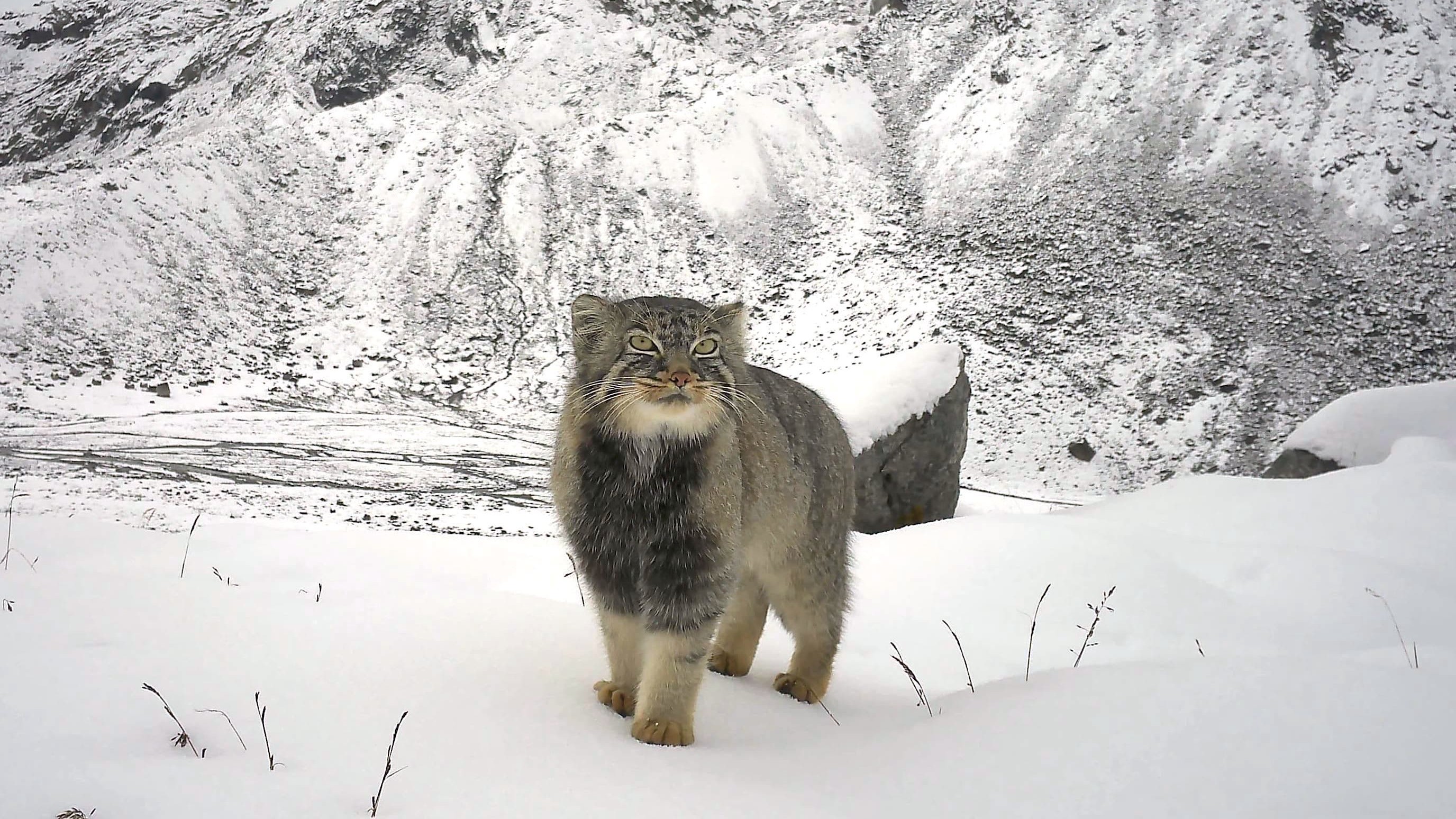 Pallas’s cat sighted at record altitude in Arunachal, alongside five other wild cat species