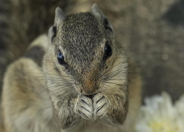 A squirrel nibbles leftovers, in New Delhi.