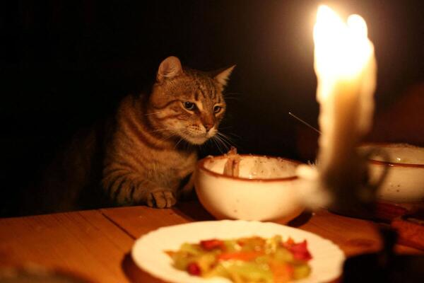 A cat looks at food during a power cut at the stone house of Marjana Koceku, 24, a newly elected MP, transformed into an agritourism guesthouse in a remote area at Koman lake near Shkodra, Albania.