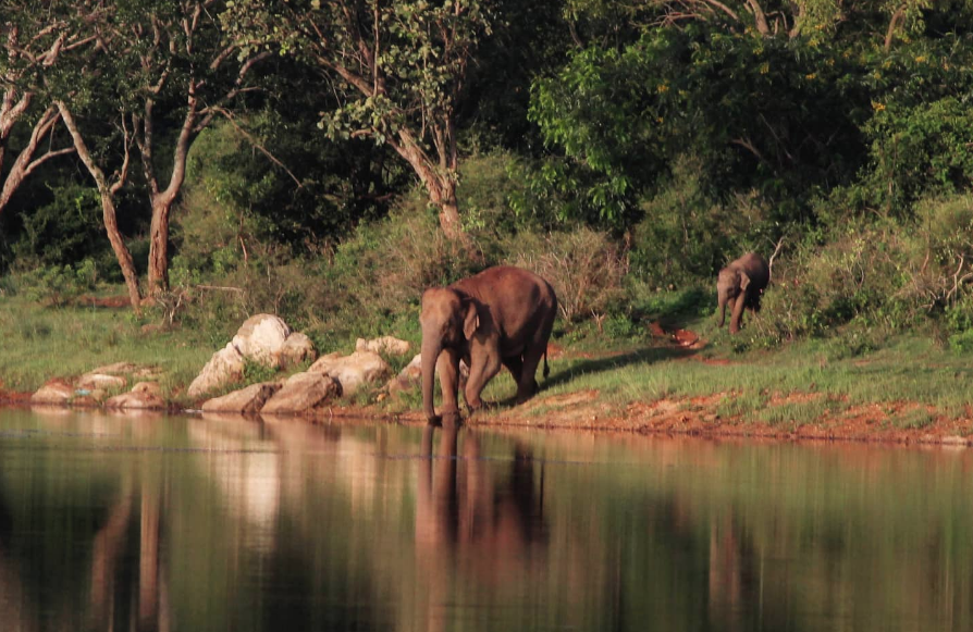 A photo from Bannerghata National Park.