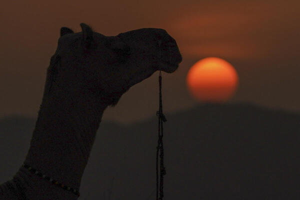 A silhouette of a camel seen against the setting sun, in Pushkar, Rajasthan.