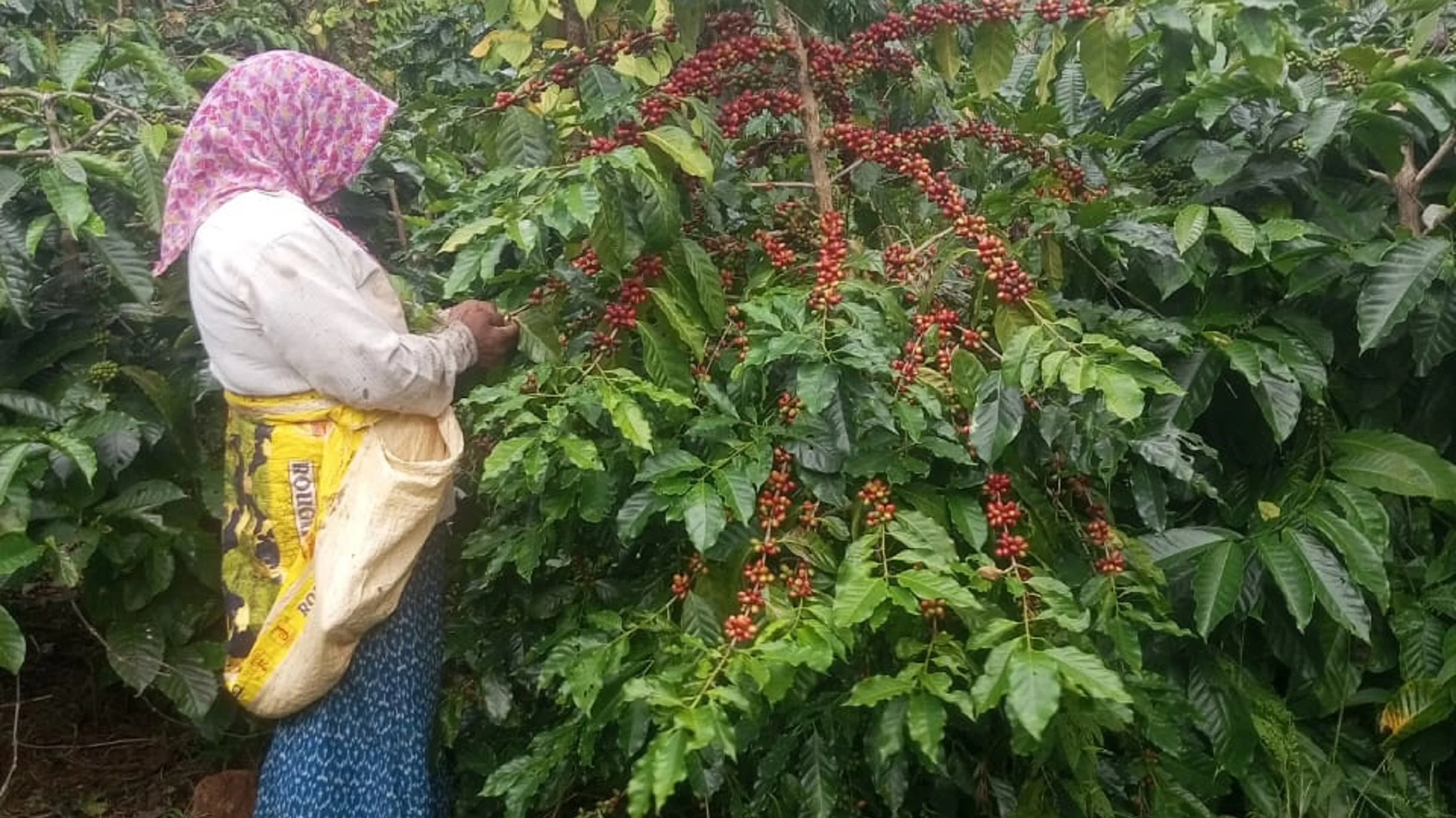 Cherry to cup: The tale of Kodagu coffee