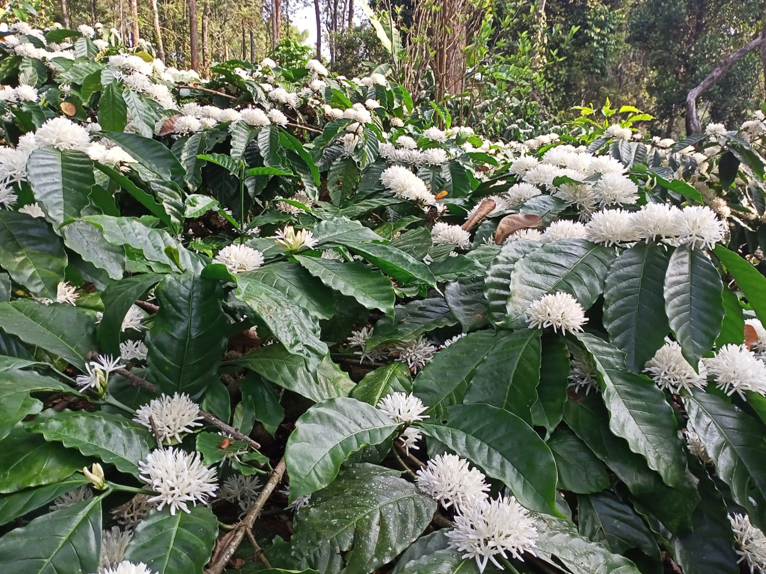 A coffee plant blossomed with flowers