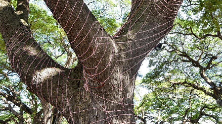 DH Impact: Forest Dept steps in to prevent use of trees for Dasara illumination in Mysuru
