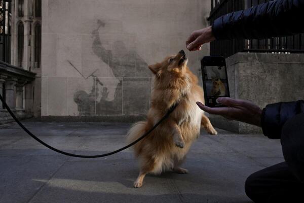 A woman takes a picture of her dog in front of the remains of the mural by the anonymous artist Banksy after it was mostly removed from the Royal Courts of Justice in London, Britain.