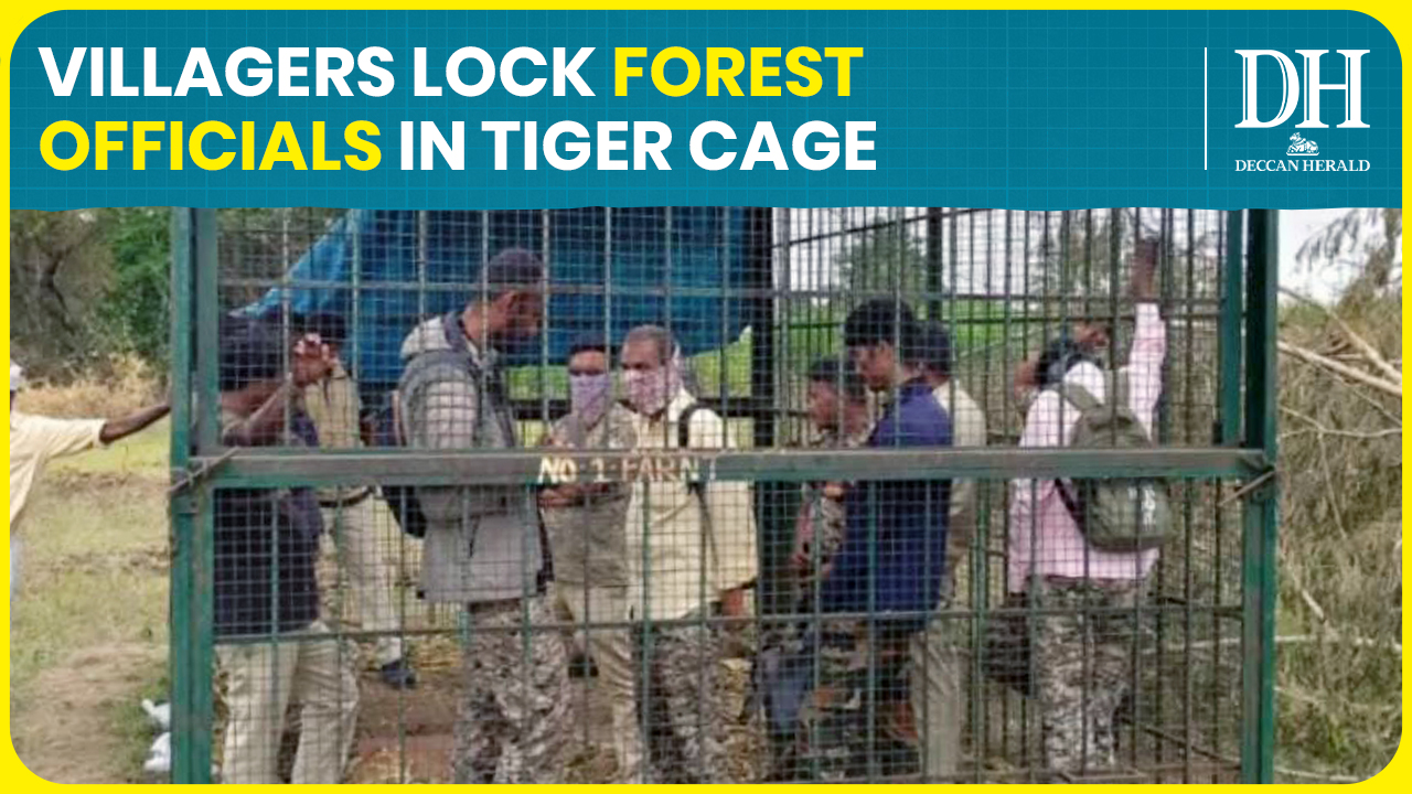 Chamarajanagar farmers lock forest dept officials in cage over unabated tiger attacks
