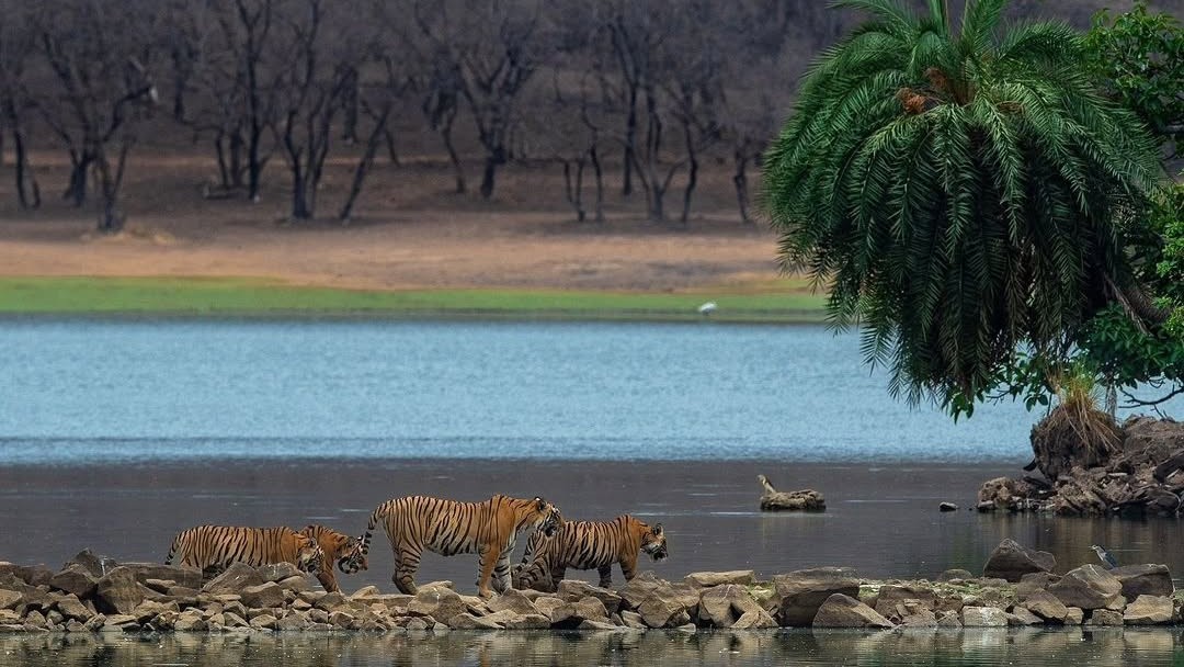 <div class="paragraphs"><p>Credit: Instagram/@ranthambhorewildlife</p></div>